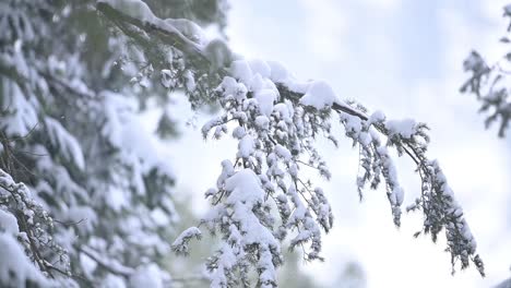 snow covered tree in snowfall