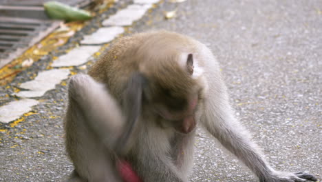 wild monkeys are on the ground and they are resting