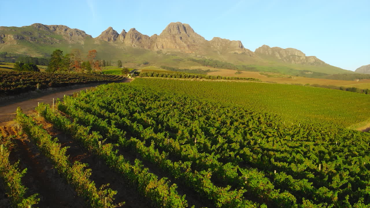 Vineyard Landscape with Mountains