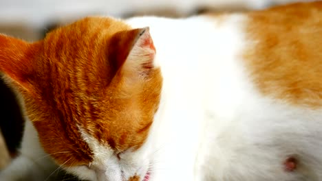 baby cat licking paws and fur to cleanning.