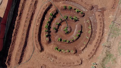 toma aérea en espiral de un huerto desde la parte superior girando hacia arriba