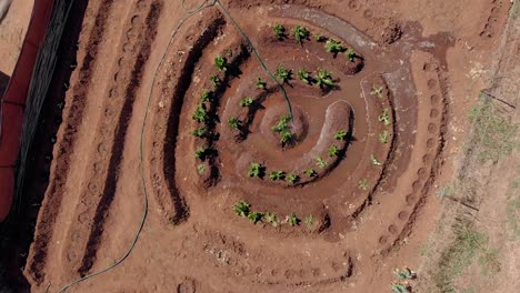 aerial spiral shot of a vegetable garden from the top rotating upwards