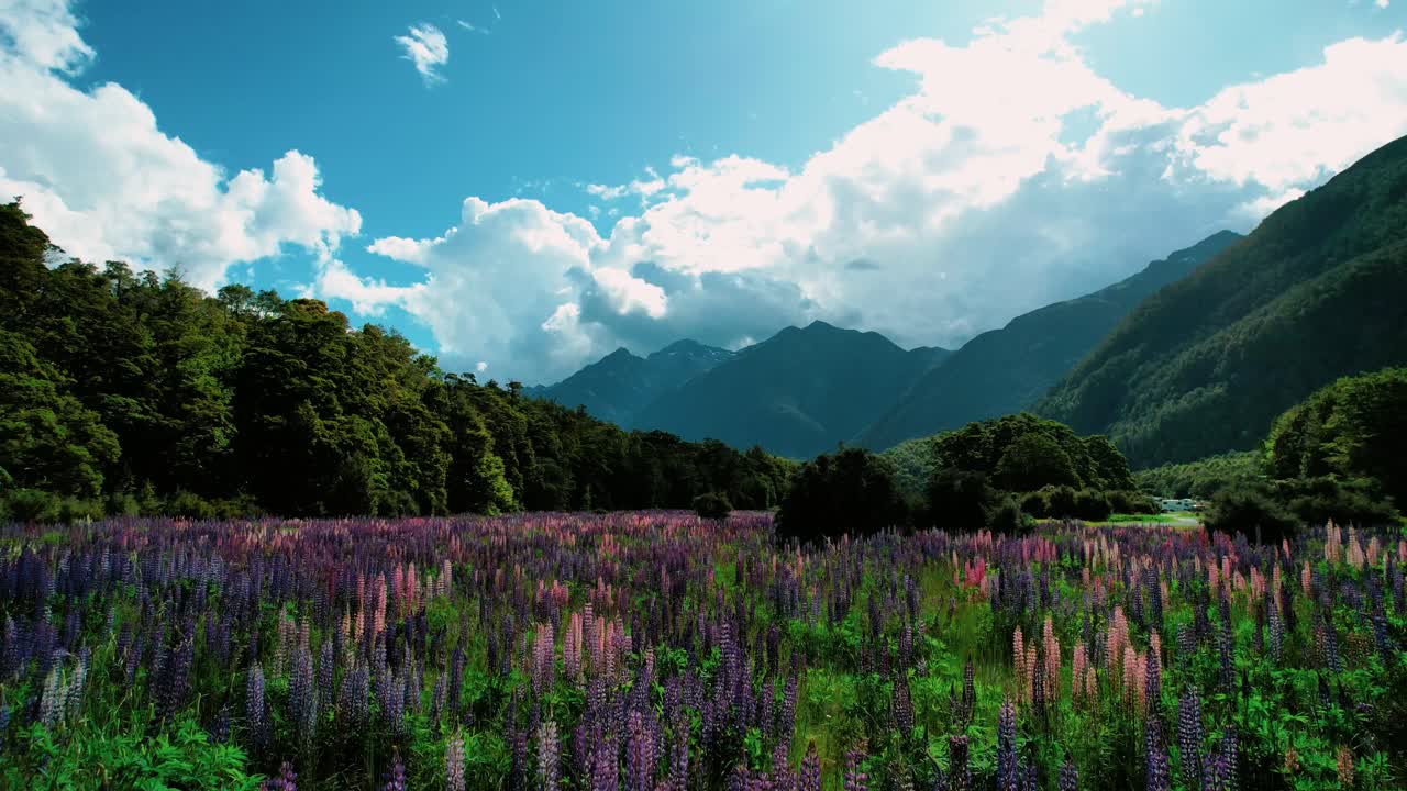 nueva zelanda milford sound paisaje tiro rápido con drones del colorido campo de lupino
