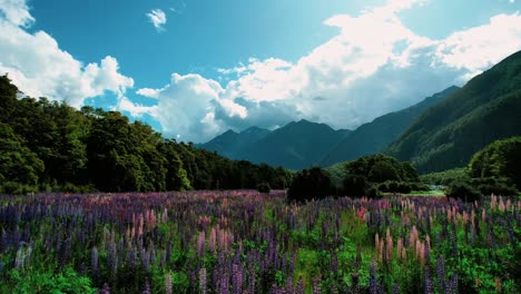 Neuseeland-Milford-Soundlandschaft-Schnelle-Drohnenaufnahme-Eines-Bunten-Lupinenfeldes