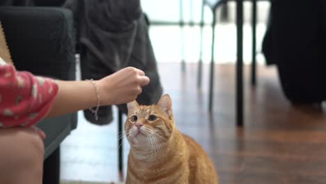 gato fofo sendo brincalhão com guloseimas