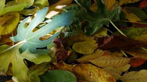 naturaleza muerta de otoño