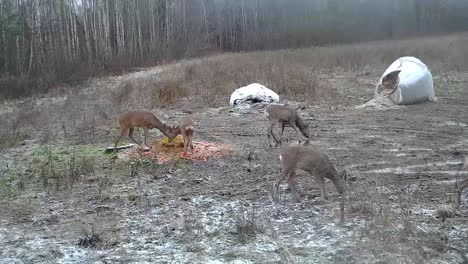 a group of a small deer feeding in the hunting spot