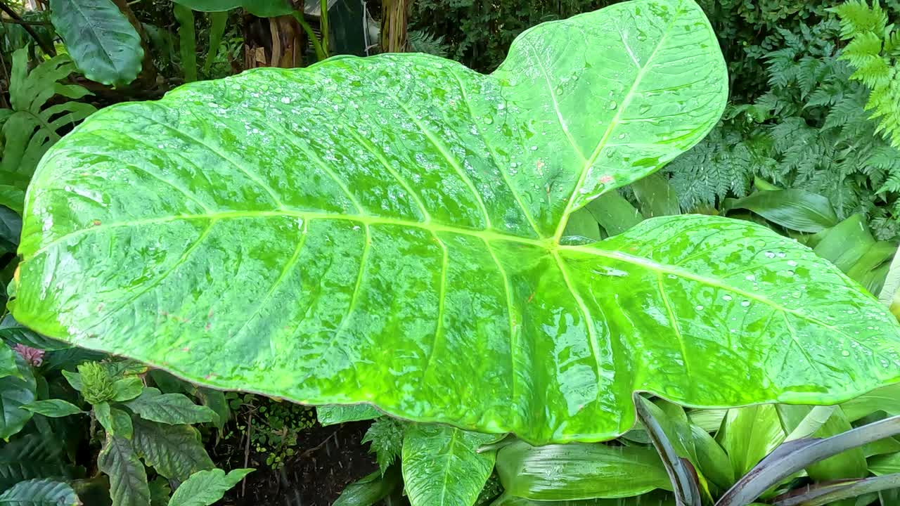 Large, vibrant green elephant ear leaf fills the frame in a tropical garden setting, with soft natural lighting and minimal camera movement
