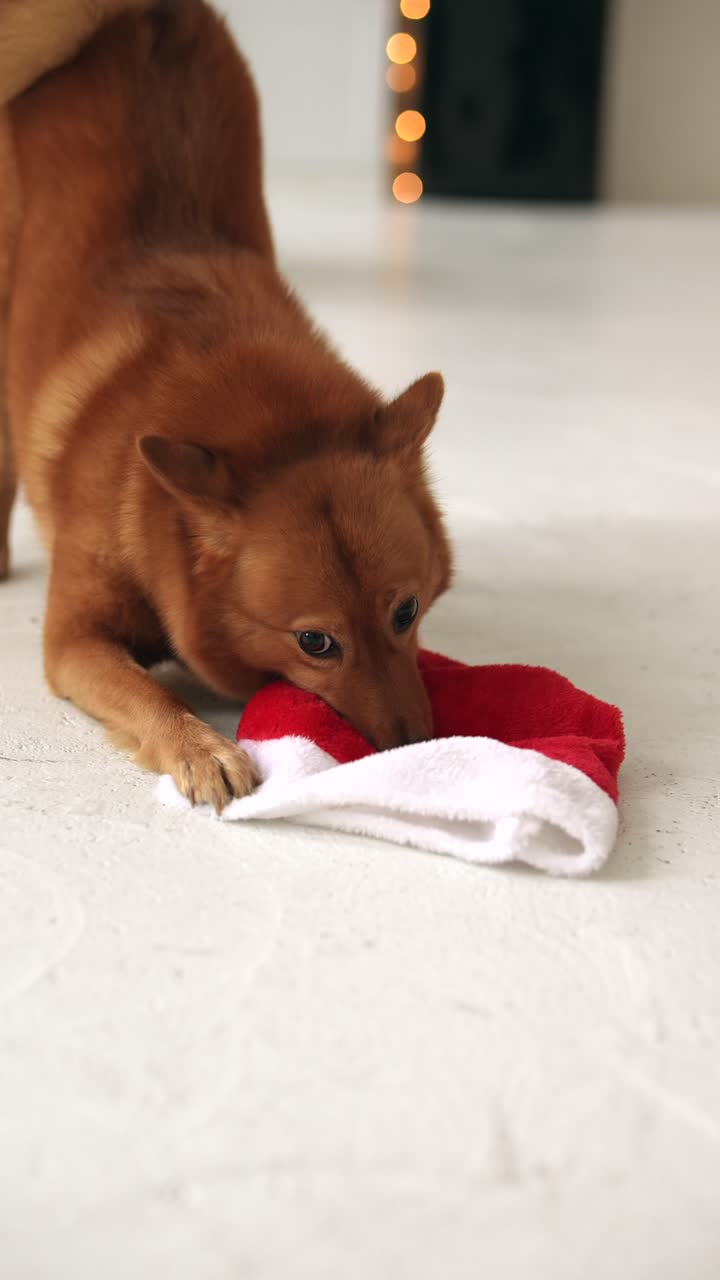 핀란드 스피츠 개가 산타 모자와 놀고 있다