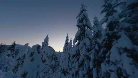 Slow-aerial-flight-between-snowcapped-trees-in-Norway-during-sunrise-time