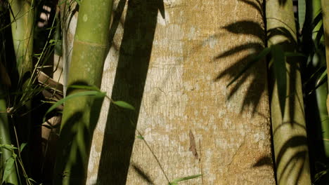 Corteza-De-árbol-Cubierta-De-árboles-De-Bambú-Y-Sombra