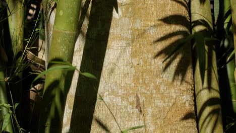 tree bark covered with bamboo trees and shadow