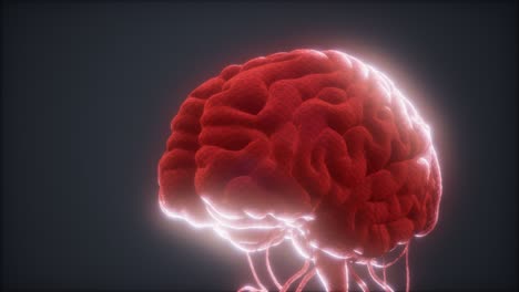 modelo animado del cerebro humano