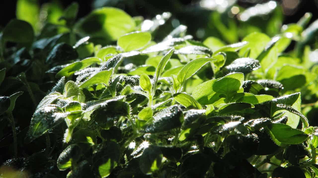cerca de la lluvia que cae sobre las hojas de la planta de orégano en el jardín, iluminada por el sol desde atrás