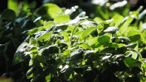 close up of rain falling on oregano plant leaves in garden, lit by sun from behind