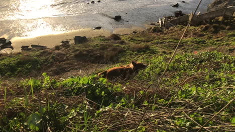 Happy-dog-retrieving-a-stick-on-the-bluff-high-over-Bandon-beach-at-the-Oregon-coast,-and-bringing-it-back