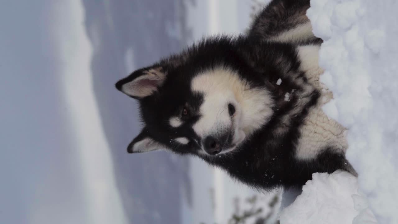 tiro vertical de un malamute de alaska sentado en un paisaje nevado - primer plano
