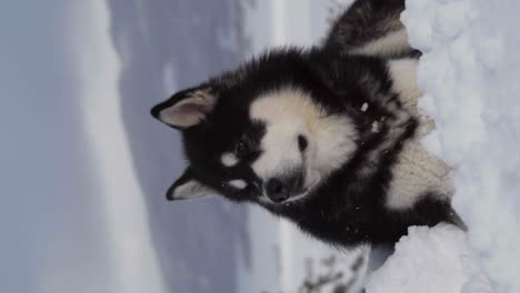 Vertikale-Aufnahme-Eines-Alaskan-Malamute,-Der-Auf-Einer-Verschneiten-Landschaft-Sitzt-–-Nahaufnahme