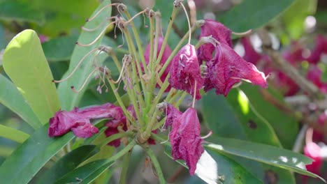 los pétalos de las flores del rododendro yacían marchitados y muertos entre el follaje