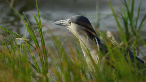 black-crowned night heron in marsh grass