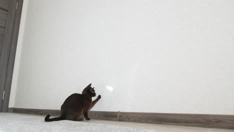 dark little kitty jumping with sunlight. funny playful cat hunting.