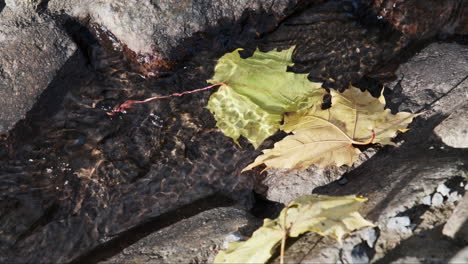 clear water from snowmelt trickles across vibrant fallen maple leaves