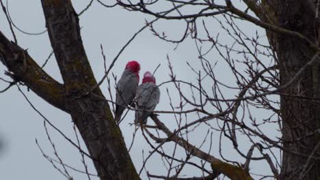 two galah birds grooming each other sitting on tree branch