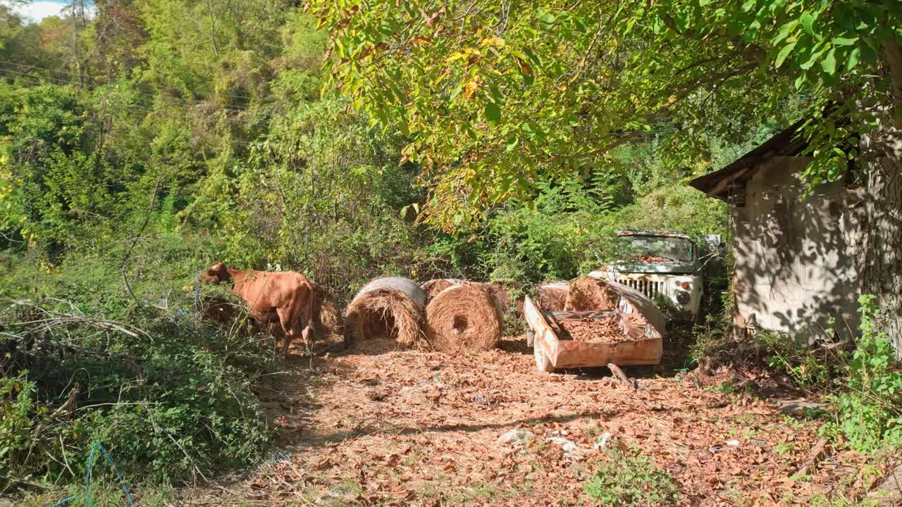 작은 불가리아 농장에서  어리와 시골 잎자루를 먹는 갈색 우유 소