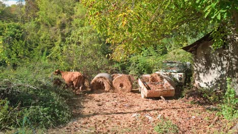brown dairy cow eating hay bales and rural foliage on small bulgarian farm