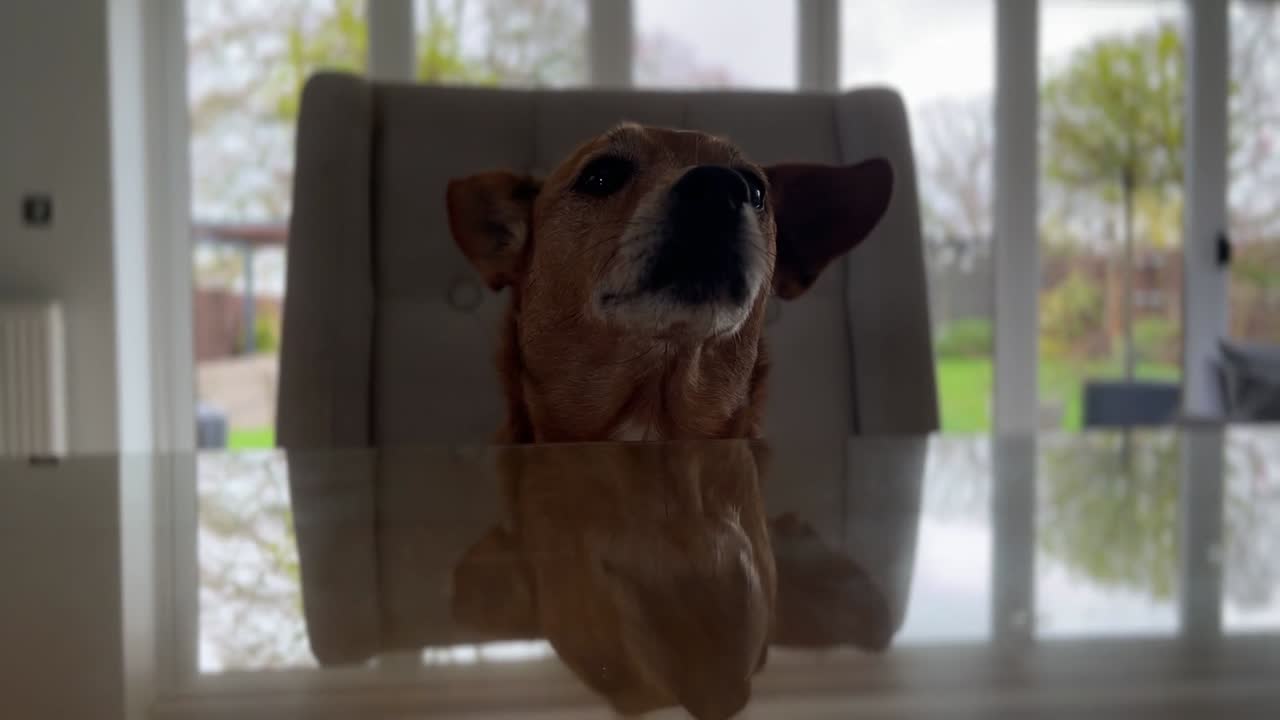 old brown dog sitting on a grey chair looking at the camera pulling towards the animal