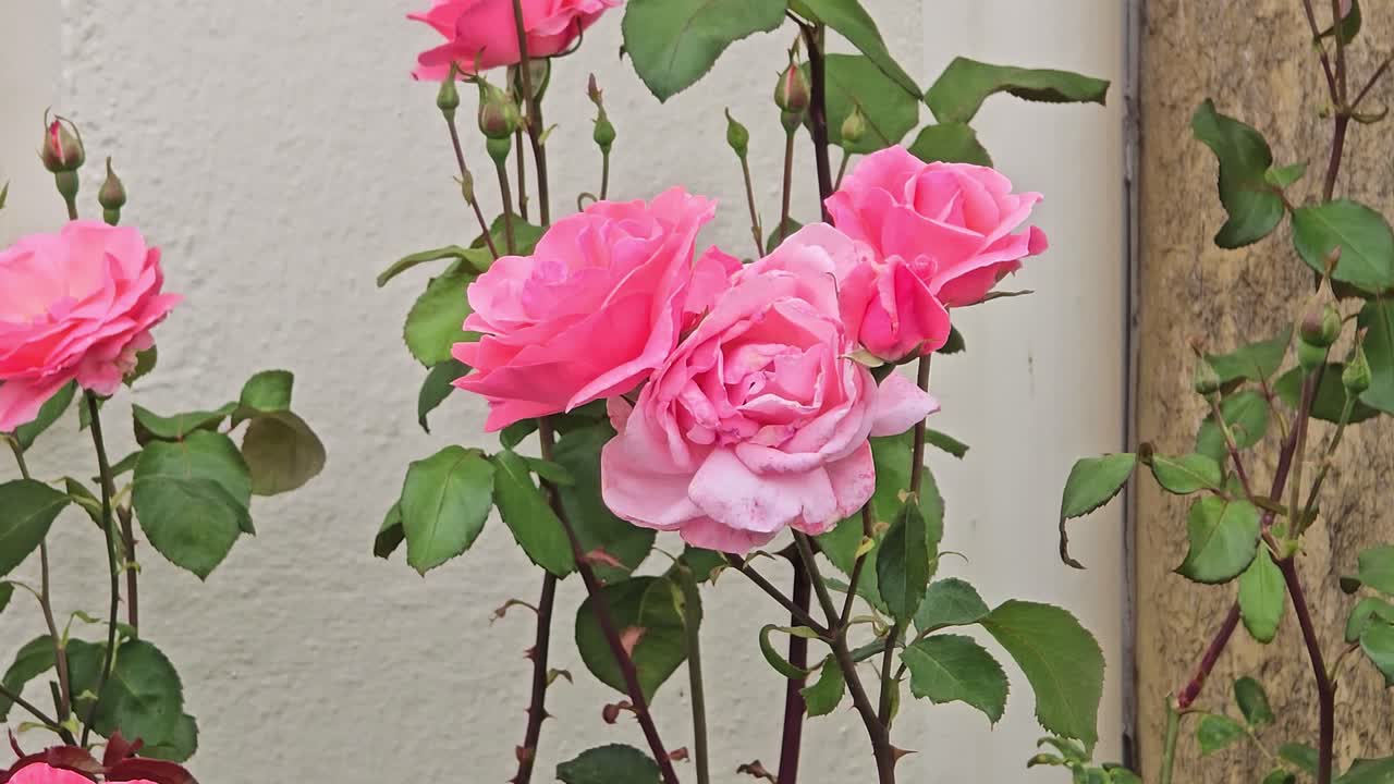 Grupp av rosa rosenblommor och knoppar som frodas i en utomhusträdgårdsmiljö