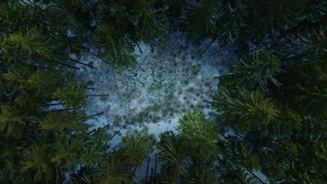 View-straight-down-from-the-drone-of-a-snowy-clearing-surrounded-by-conifers