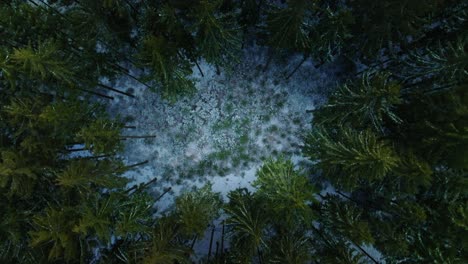 view straight down from the drone of a snowy clearing surrounded by conifers