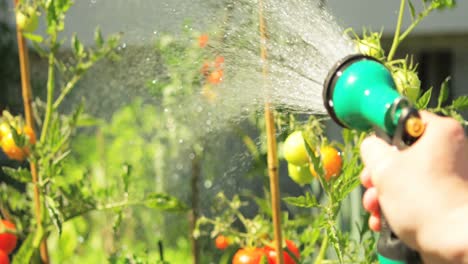 Mann-Sprüht-Wasser-Auf-Pflanze