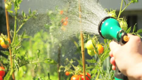 Man spraying water on plant