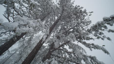 slow motion wide white winter forest tree branches in troodos mountains, cyprus