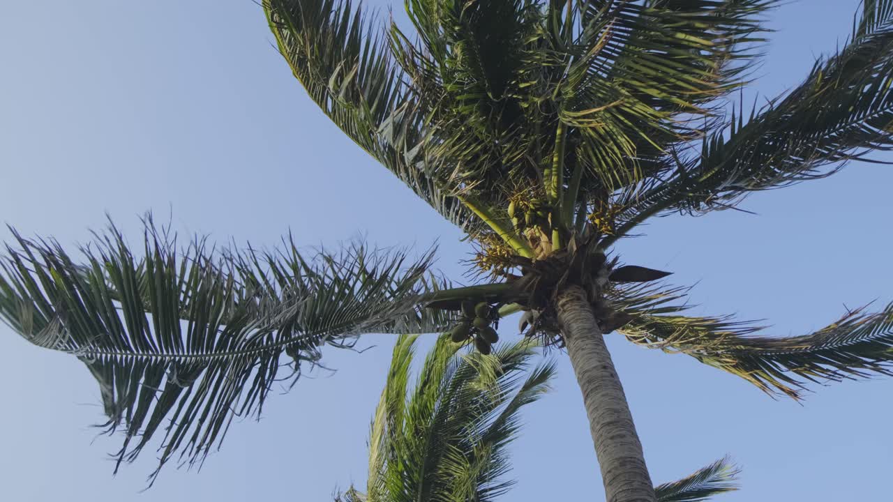 푸른 하늘을 배경으로 바람에 부는 야자수의 멕시코 해변을 따라 전형적인 장면