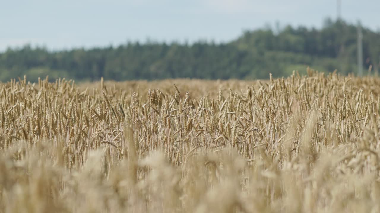 Grain field with brown grain stalks for harvesting