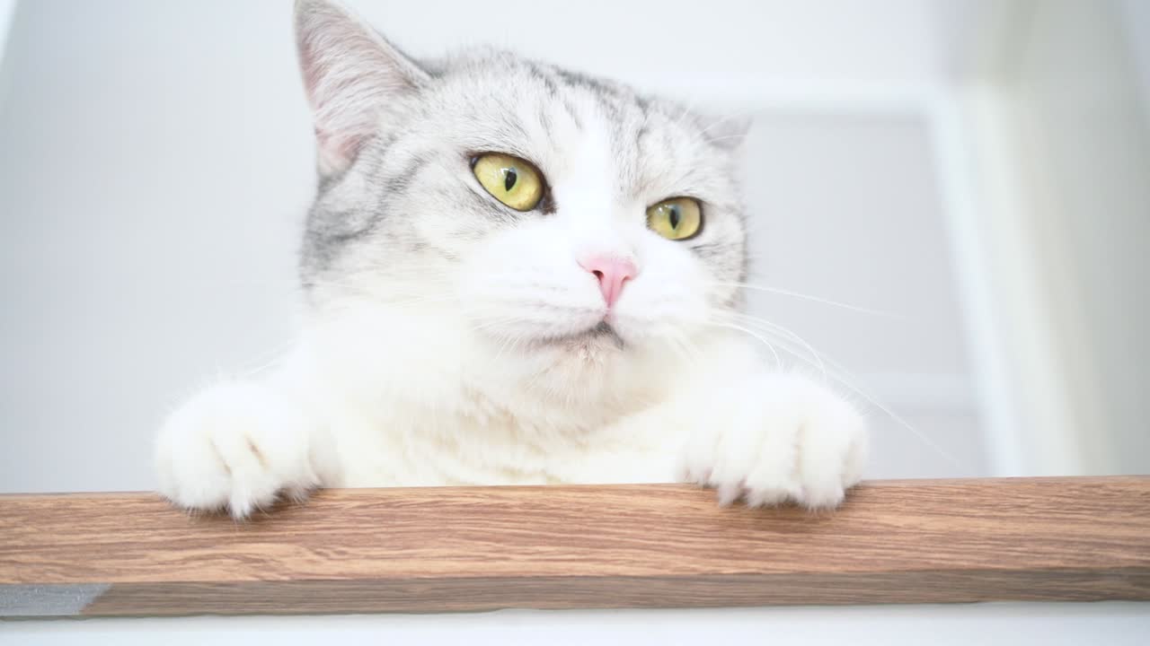 귀여운 고양이, 고양이 청소