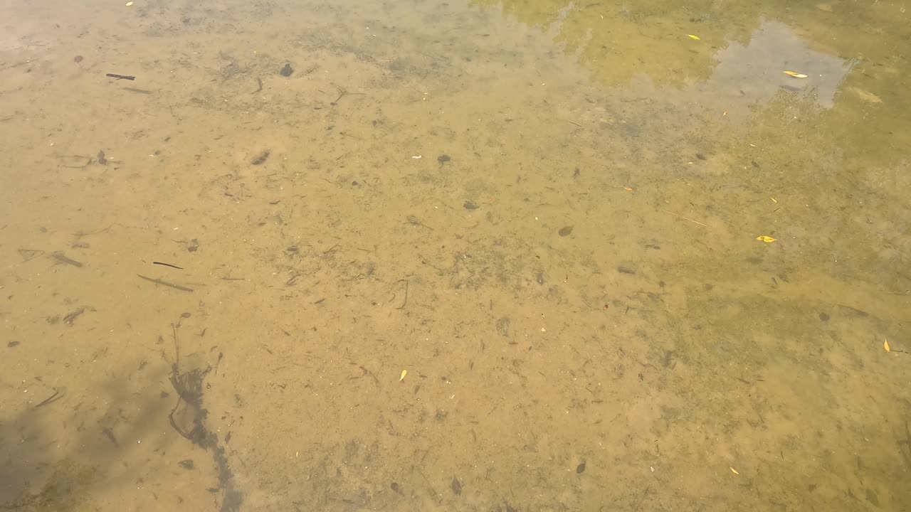 A group of small fish swim in clear, shallow water over a sandy bottom. Natural sunlight creates gentle reflections. Camera remains steady throughout