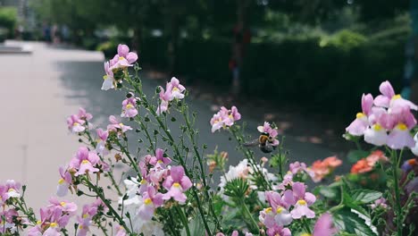 flores rosadas por un sendero