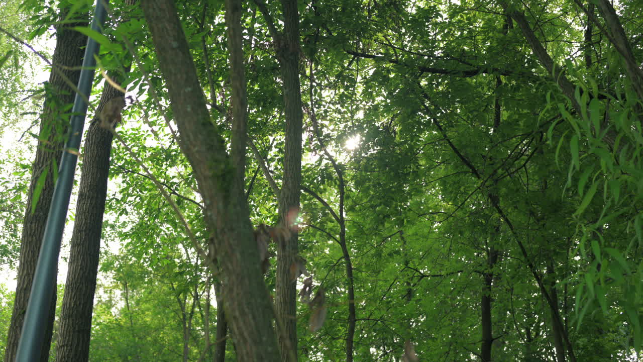 Lush Green Forest Canopy