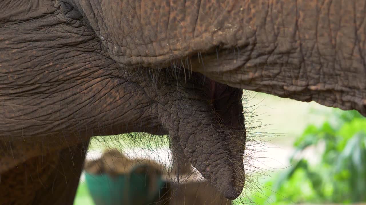 elefante asiático rescatado comiendo comida en un santuario de vida silvestre.