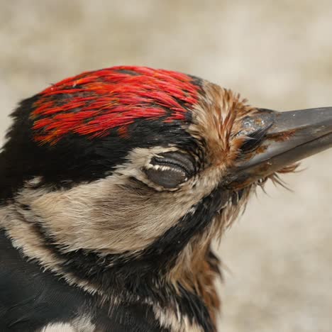 great spotted woodpecker sitting
