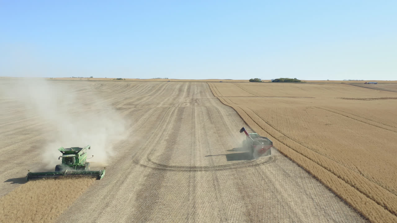 Dust rises from combines harvesting wheat in Saskatchewan, Canada. Aerial descent.