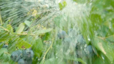 Low-angle-of-water-spraying-at-camera-onto-organic-blueberries