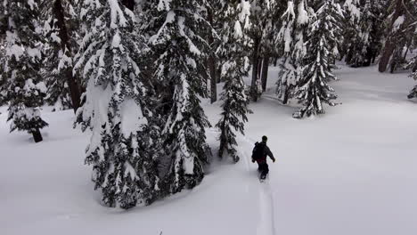 Drone-follows-snowboarder-through-fresh-snow-covered-winter-trees
