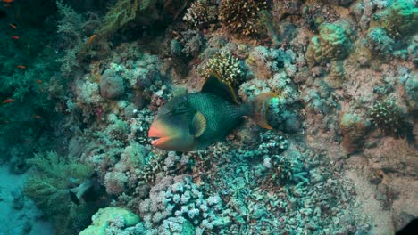 yellowmargin triggerfish hovering in deep sea with colorful reefs landscape