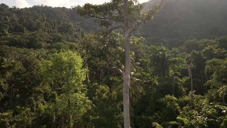 ascending aerial shot of tropical lush dense rain forest canopy