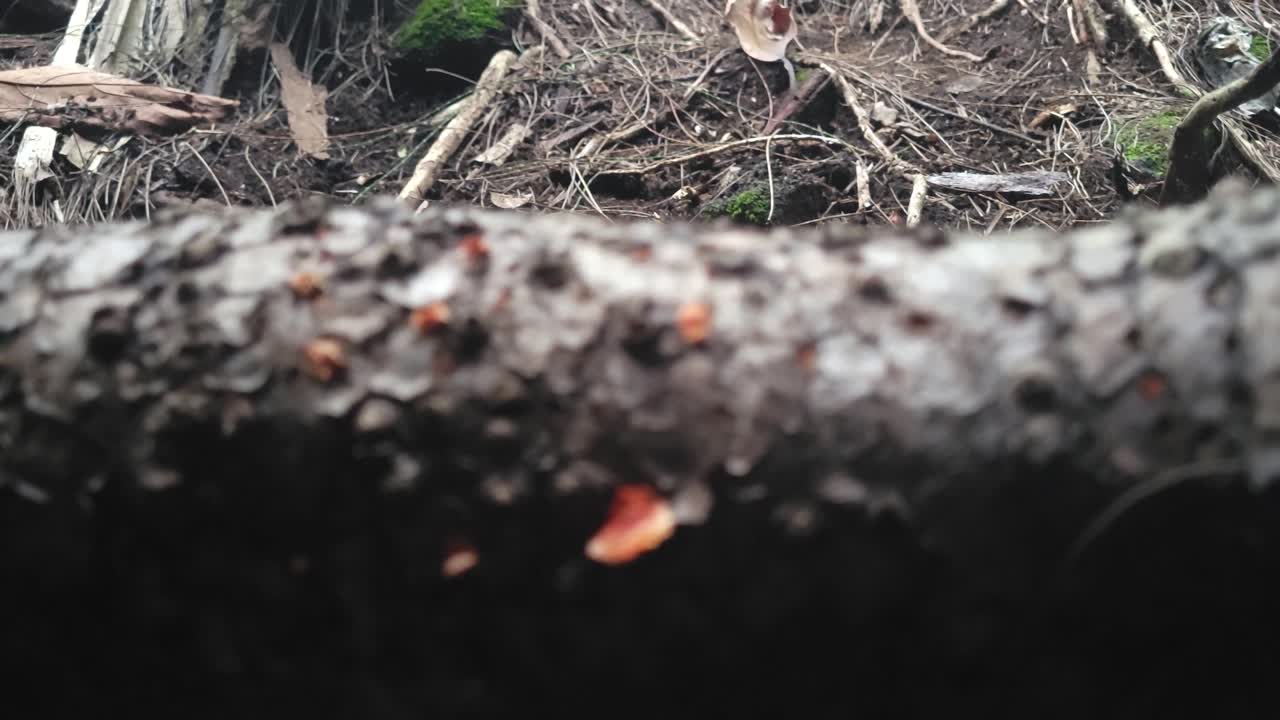 Decaying tree bark with fungal spots and forest debris in a macro perspective, highlighting natural decomposition in a woodland environment.